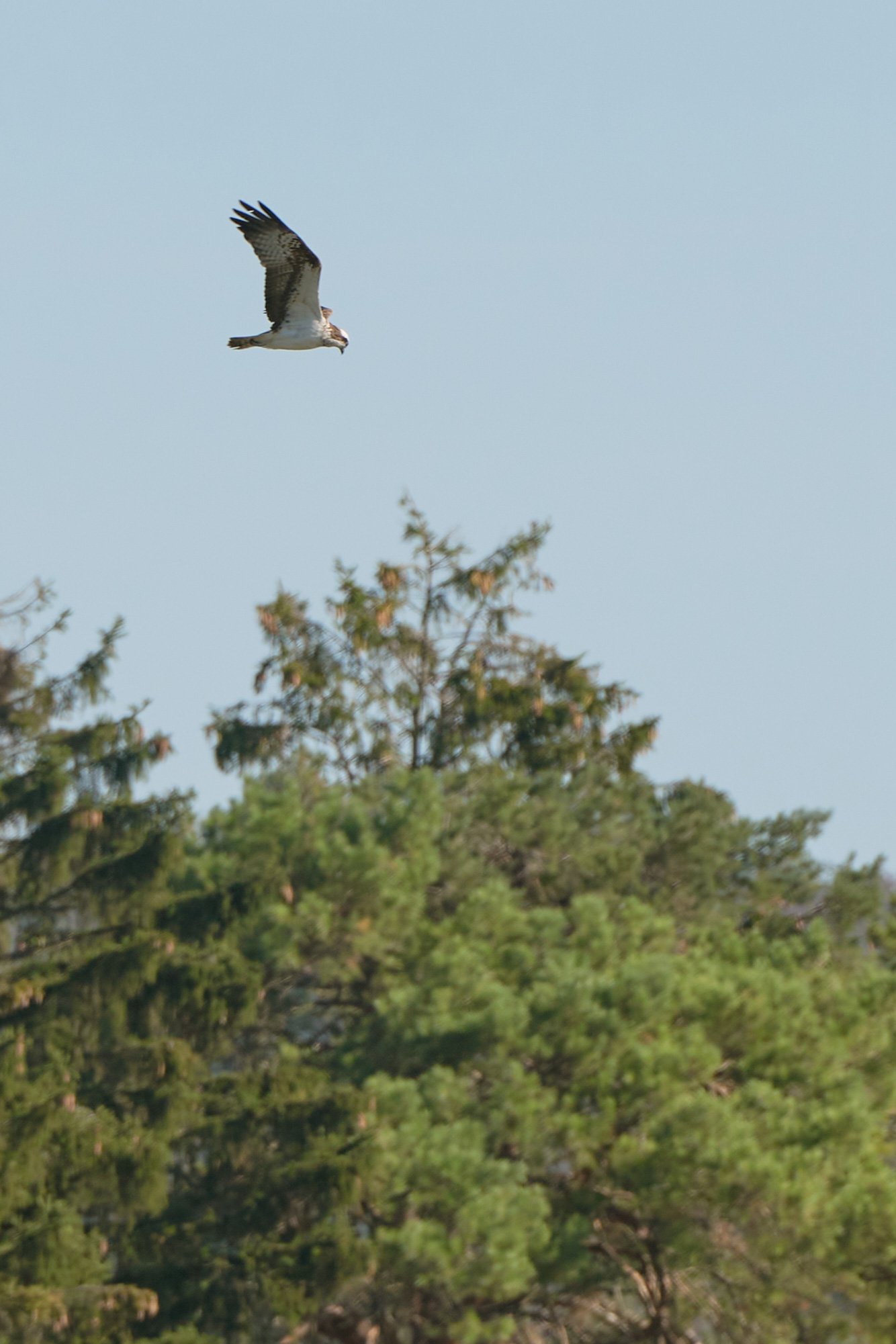 20260912_Damphreux_Balbuzard-1