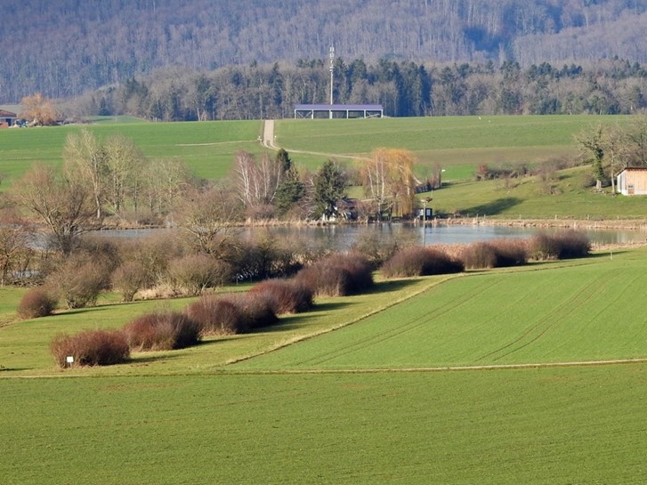 Vue d’une partie des haies qui seront taillées en 2021.