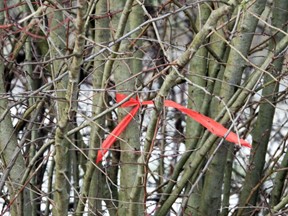 Chaque « candidats » est marqué à l’aide d’un ruban rouge.